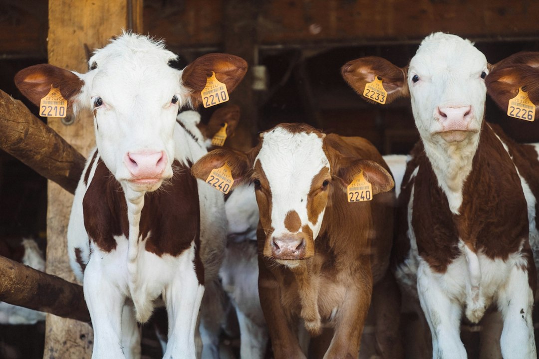 Three cows with tags in ears